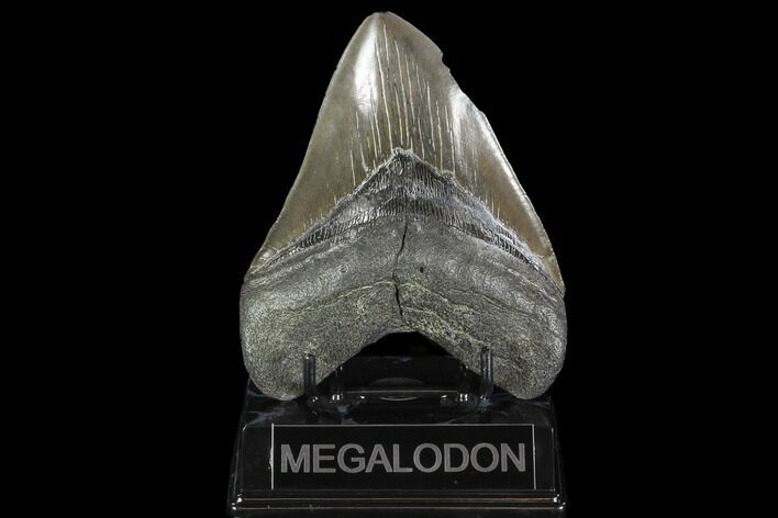 Fossil Megalodon Tooth - Georgia #95314